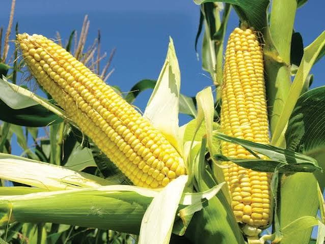 Typical Quality Parameters — Corn / Maize – Global Sourcing & Trading