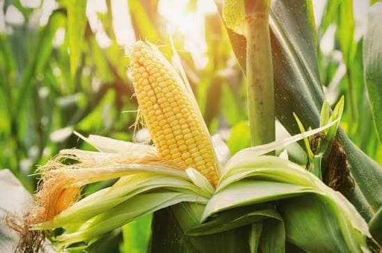 Corn / Maize – Global Sourcing & Trading — Corn / Maize – Global Sourcing & Trading