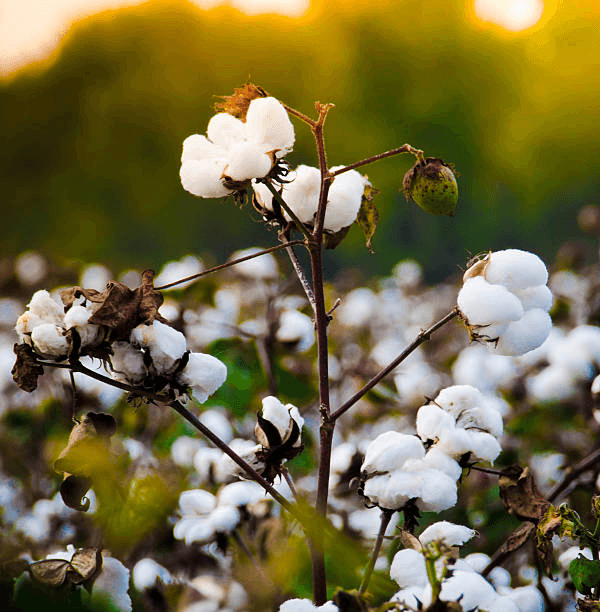 Major Sourcing Origins — Raw Cotton – Global Sourcing, Trading & Supply