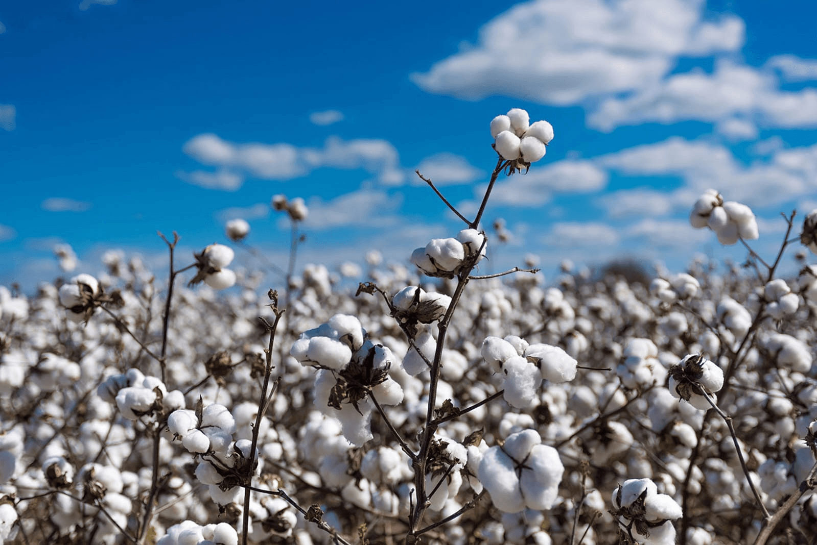 Typical Quality Parameters — Raw Cotton – Global Sourcing, Trading & Supply
