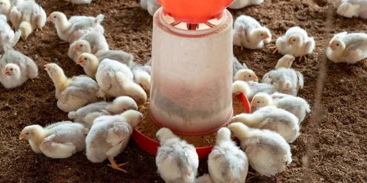 Typical Quality Parameters — Poultry Meal – Global Sourcing & Trading