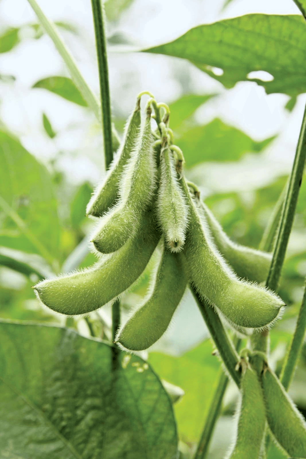 Global Supply Solutions — Soybean Meal (SBM) – Global Sourcing & Trading
