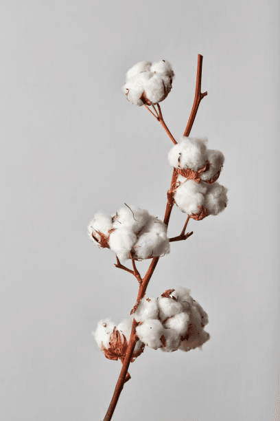 Cotton fiber