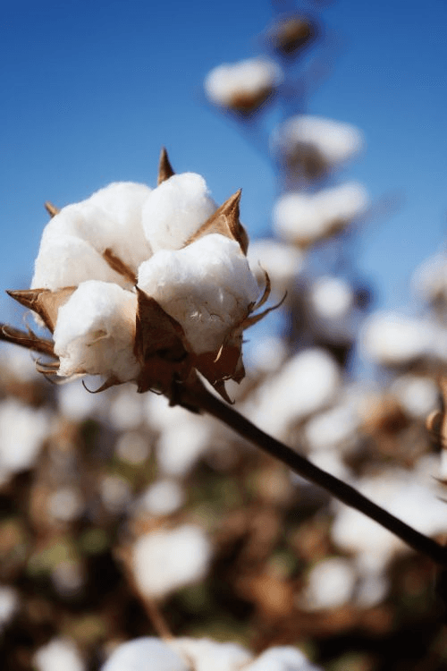 Raw cotton in field