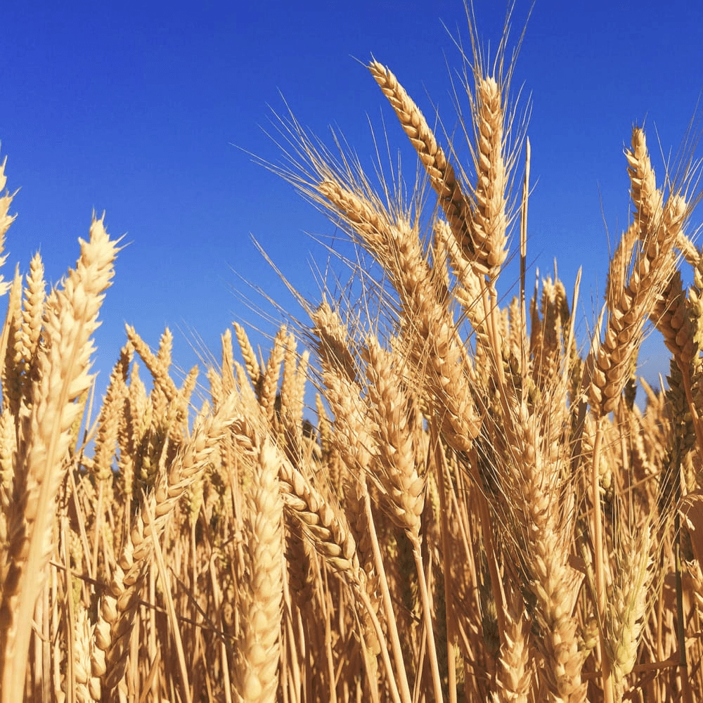 Wheat Trading & Supply — Wheat Trading & Supply