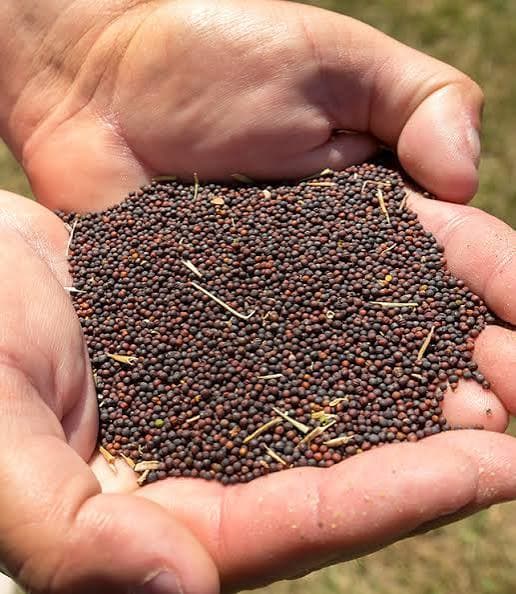 Product & Quality Profile — Canola Seeds – Global Sourcing & Trading