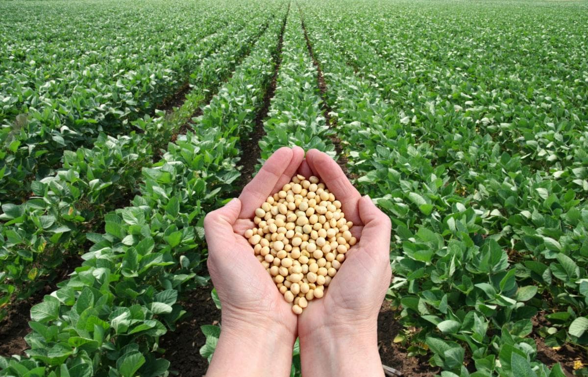 Global Supply Solutions — Soybean Trading & Global Sourcing