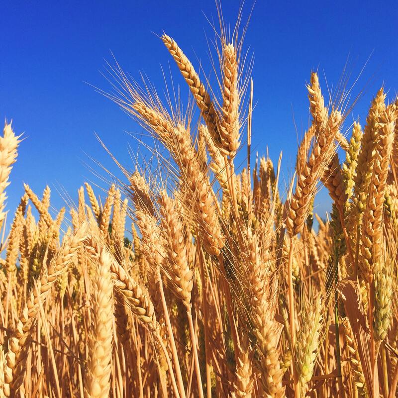 Grain